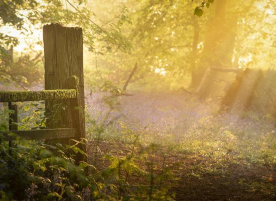 Spring woodland morning near Pearl Lake and Arrow Bank photo