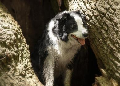 dog friendly caravan site in Eardisland, Herefordshire, England