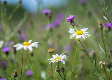 nature trail wildflower meadow 5 star caravan holiday park Herefordshire