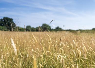 nature trail wildflower meadow 5 star caravan holiday park Herefordshire